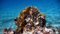 Marine Habitat Ã¢â¬â Coral Reef. Red Sea, Egypt.